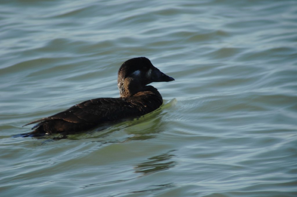 Duck, Surf Scoter, 2008-03170193 Berkeley, CA.JPG - Surf Scoter. East Shore State Park, Berkeley, CA, 3-17-2008